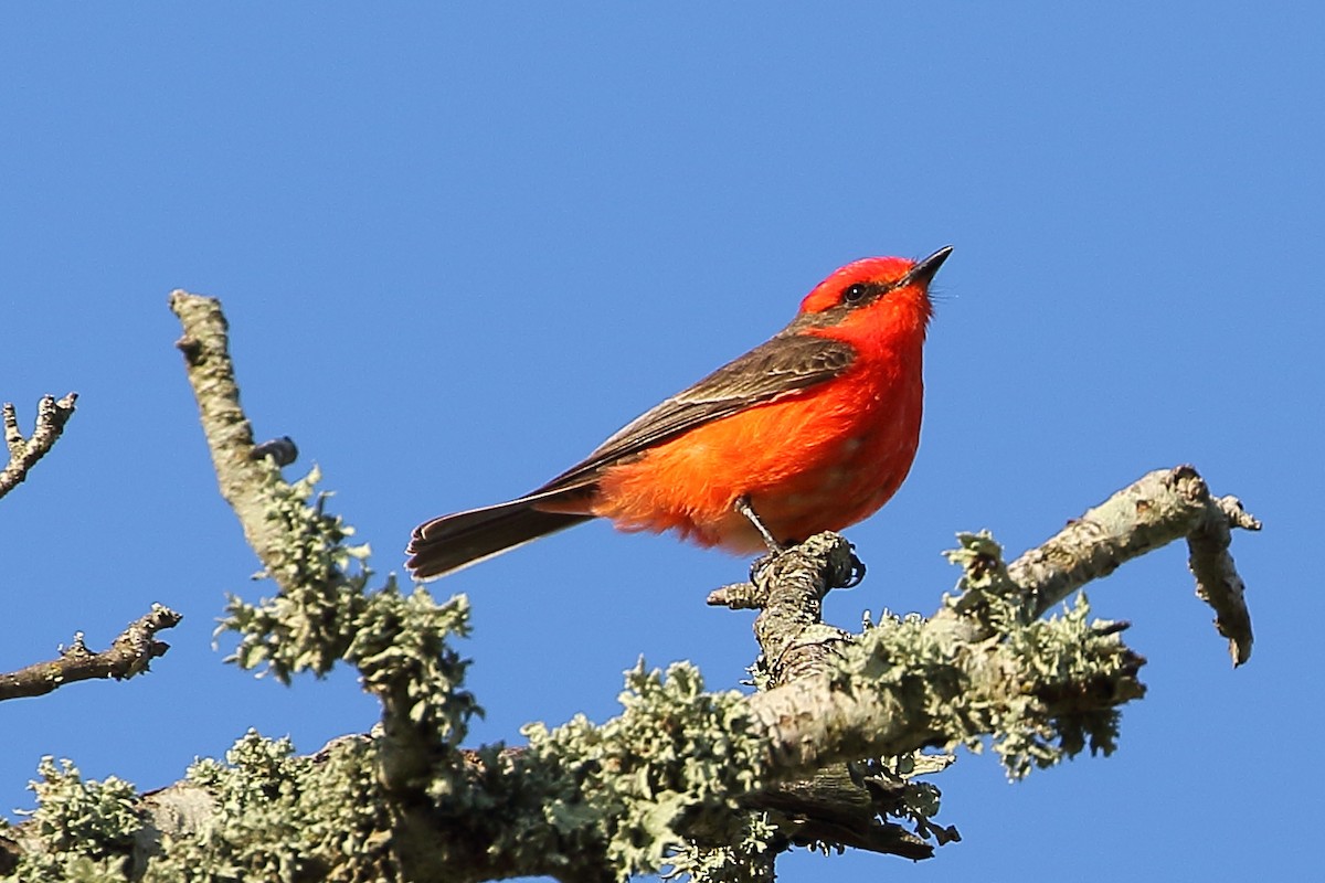 Vermilion Flycatcher - ML87956701