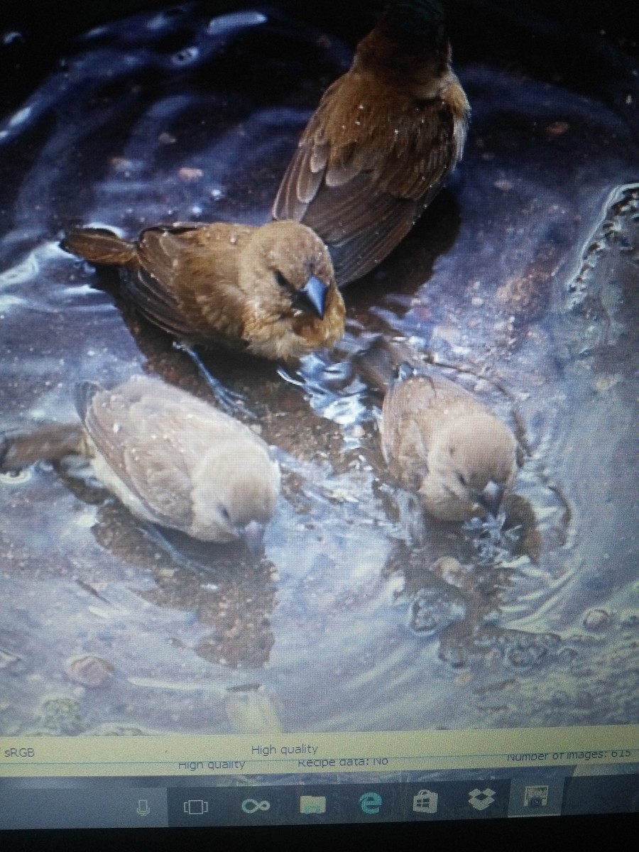 Scaly-breasted Munia - ML87960461