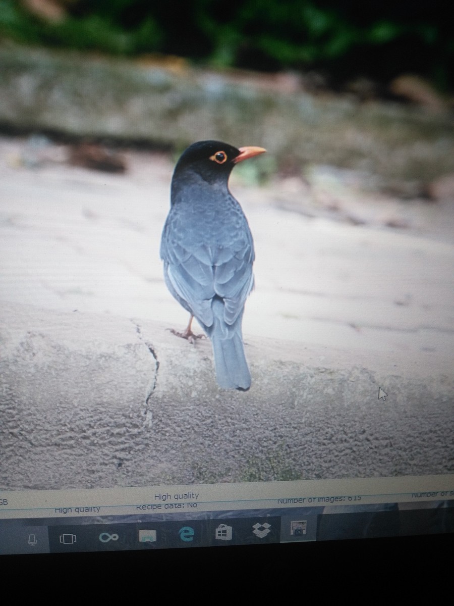 Indian Blackbird - ML87960741