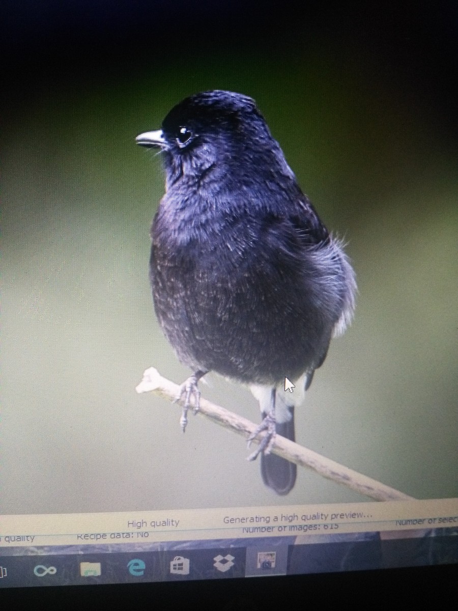 Pied Bushchat - ML87960871