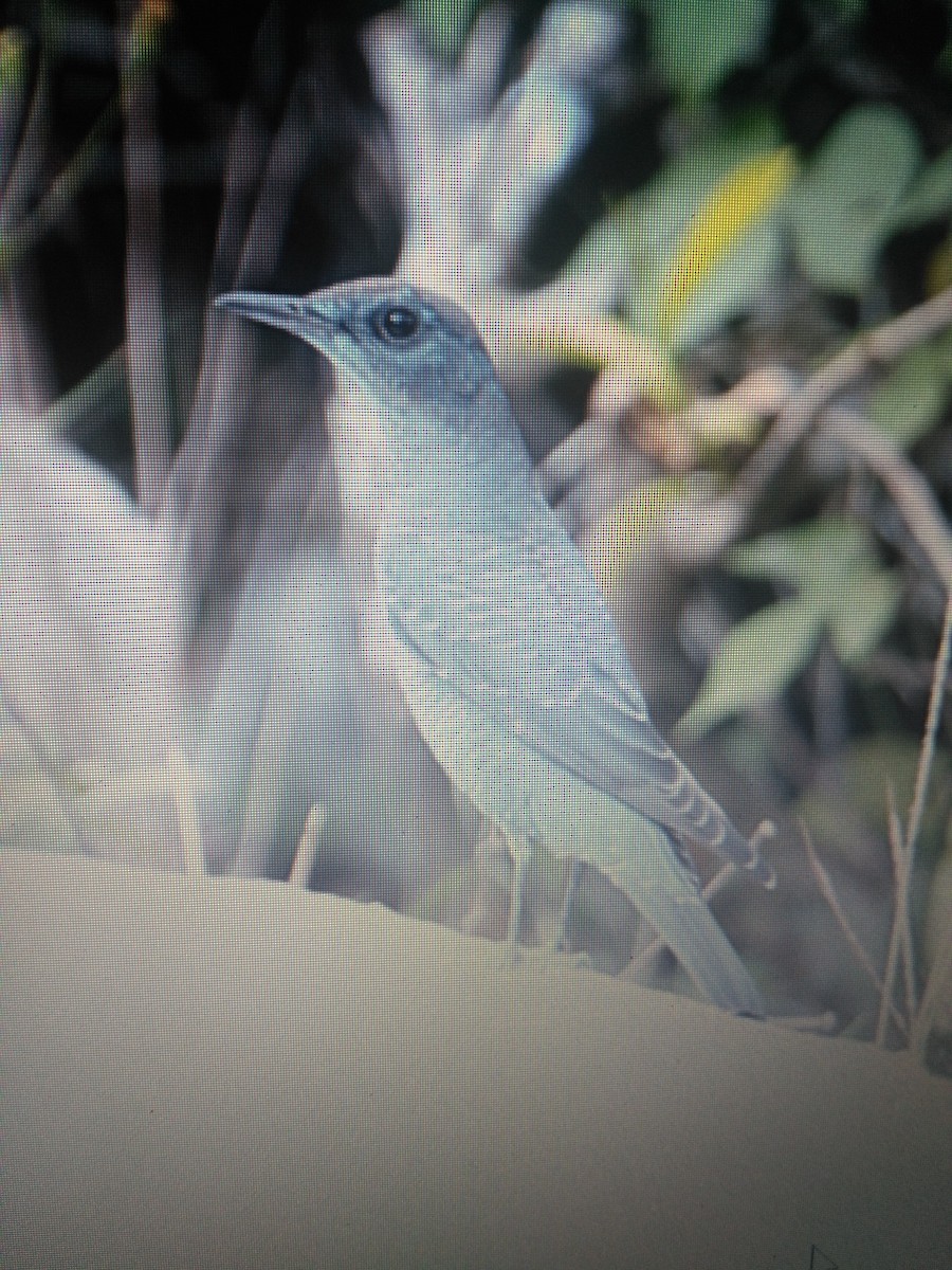 Blue Rock-Thrush - ML87960911