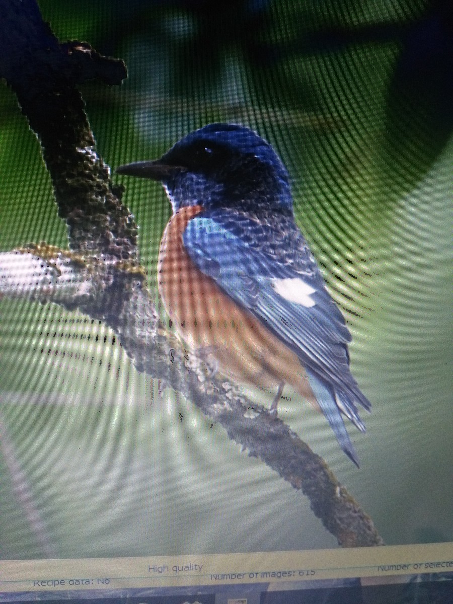 Blue-capped Rock-Thrush - ML87961011