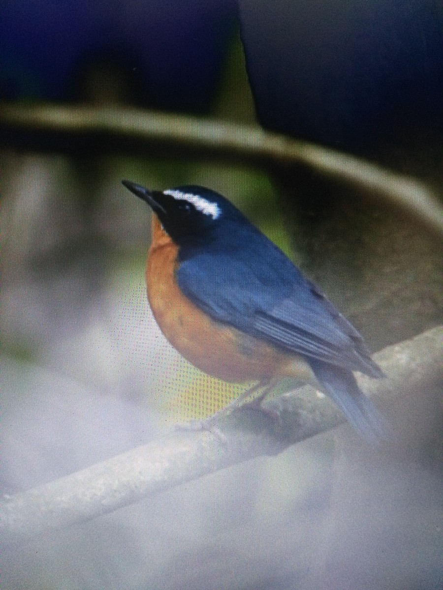 Indian Blue Robin - ML87961051