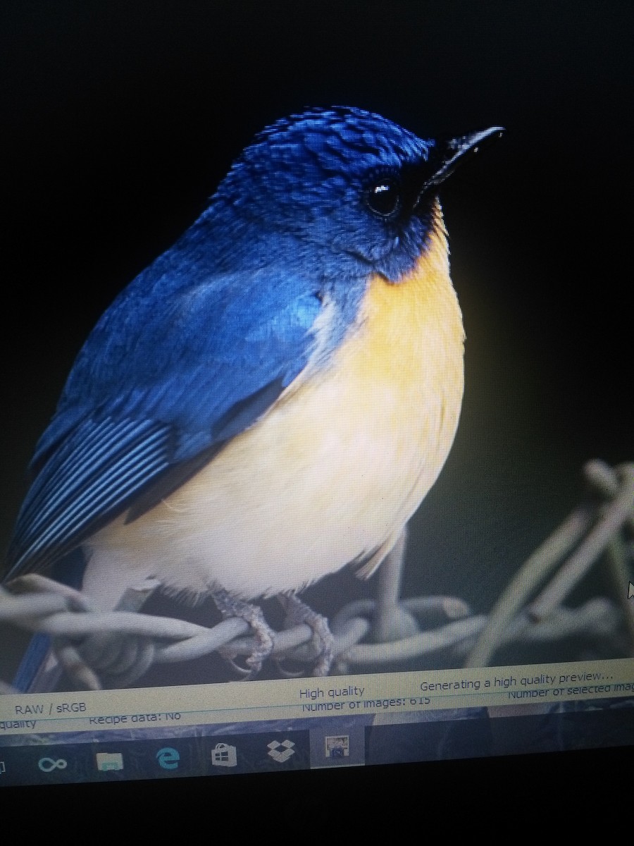 Tickell's Blue Flycatcher - ML87961081