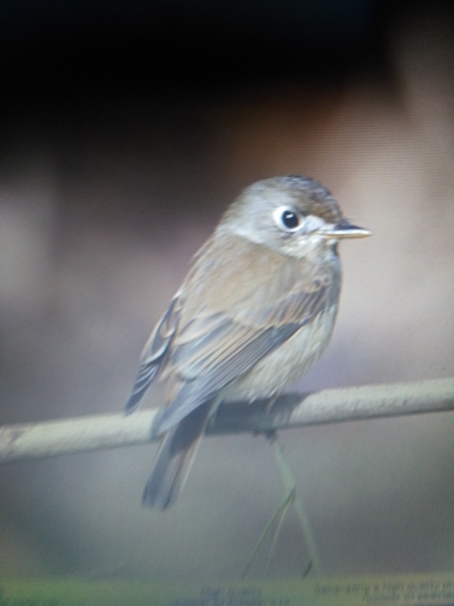 Brown-breasted Flycatcher - ML87961151