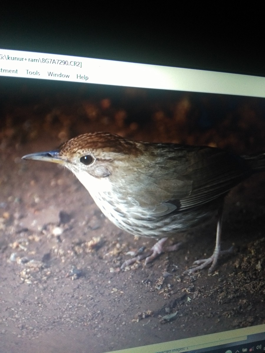 Puff-throated Babbler - ML87961221