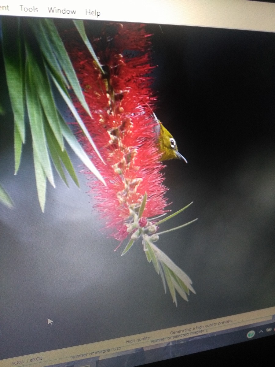 Indian White-eye - ML87961311
