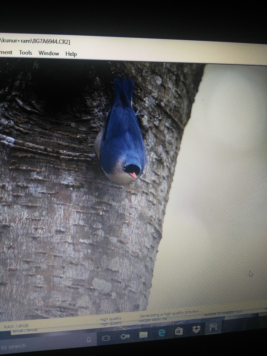 Velvet-fronted Nuthatch - ML87961401