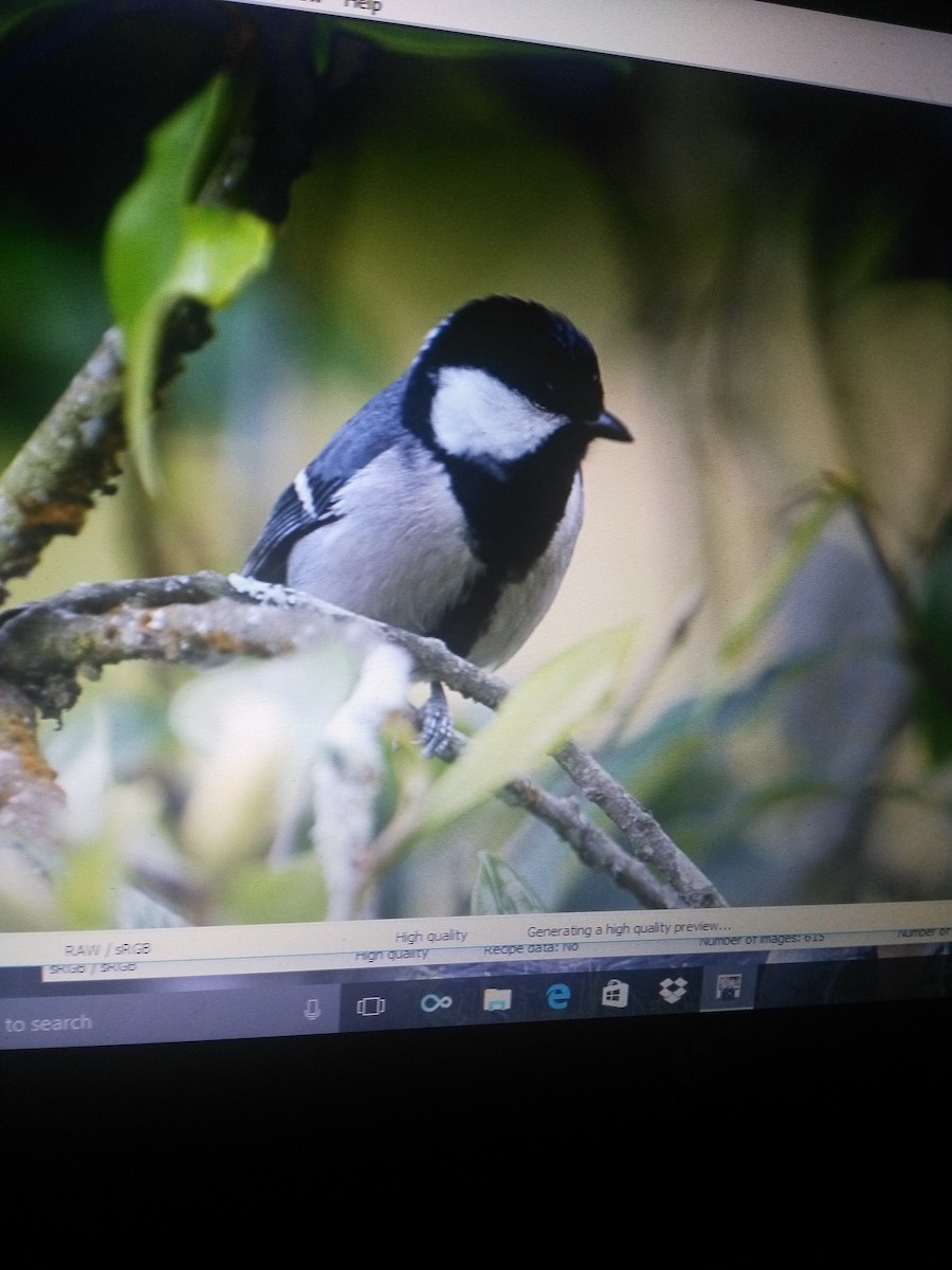 Asian Tit (Cinereous) - ML87961451
