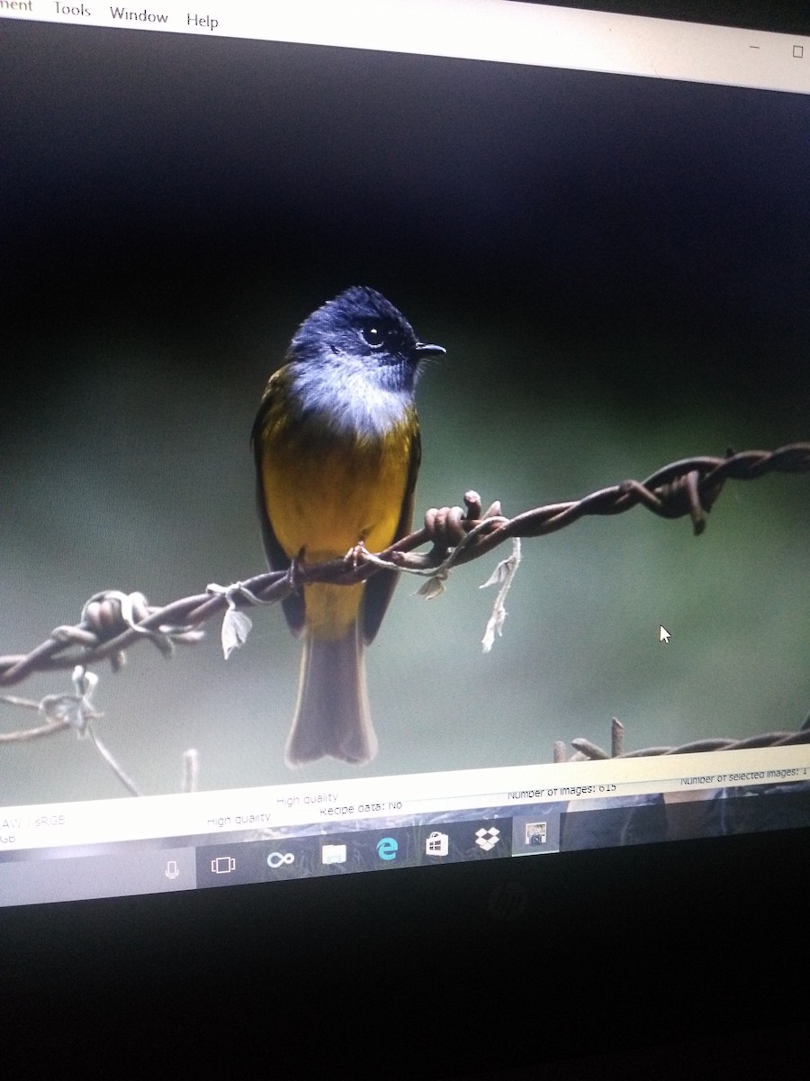 Gray-headed Canary-Flycatcher - ML87961461
