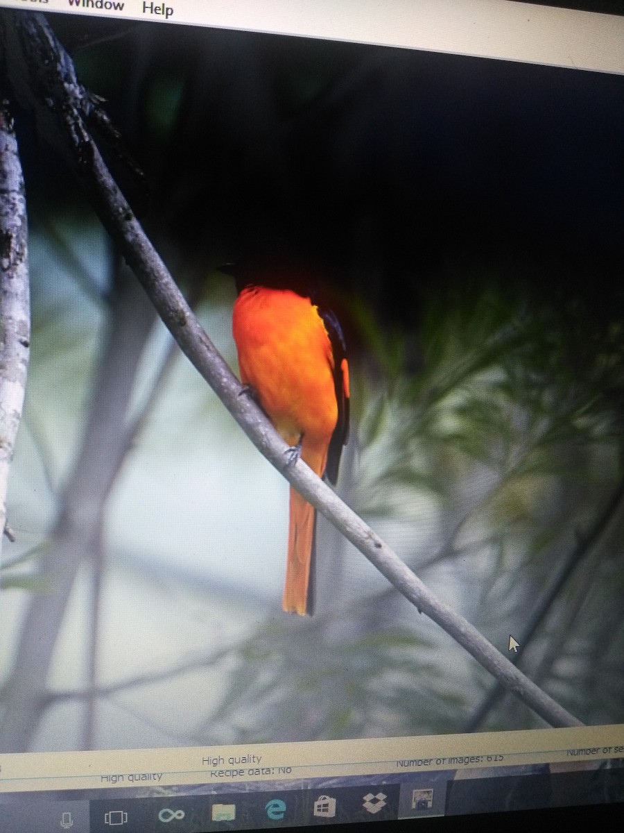 Orange Minivet - ML87961601