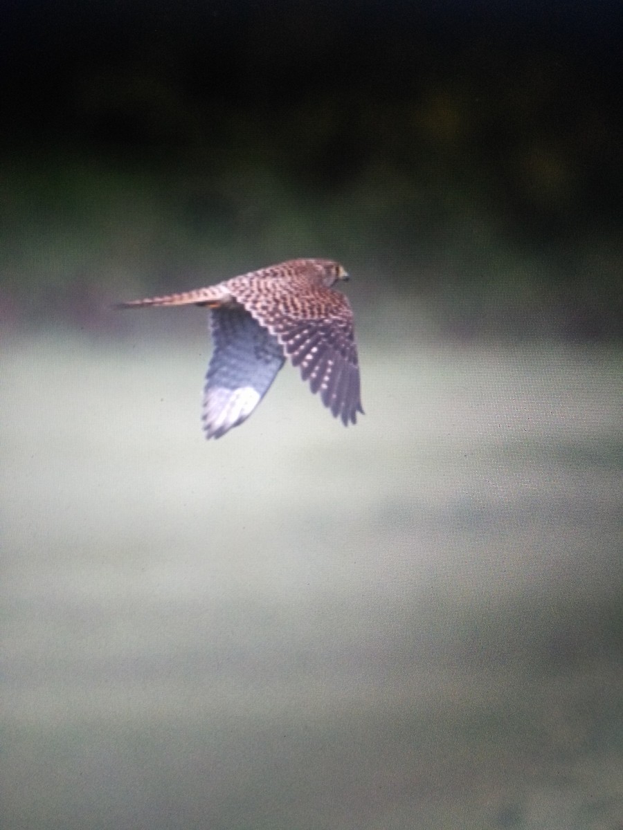 Eurasian Kestrel - ML87961671