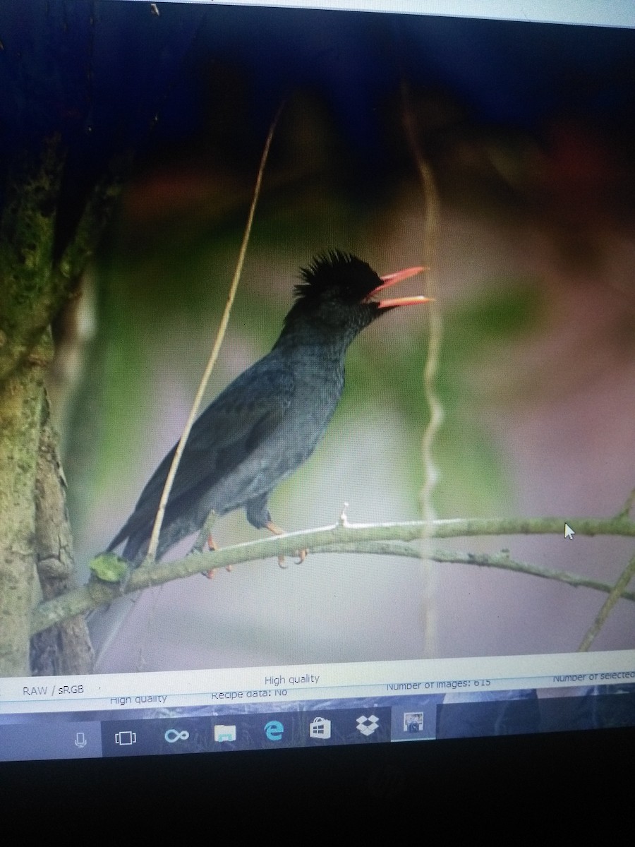 Square-tailed Bulbul - ML87962001