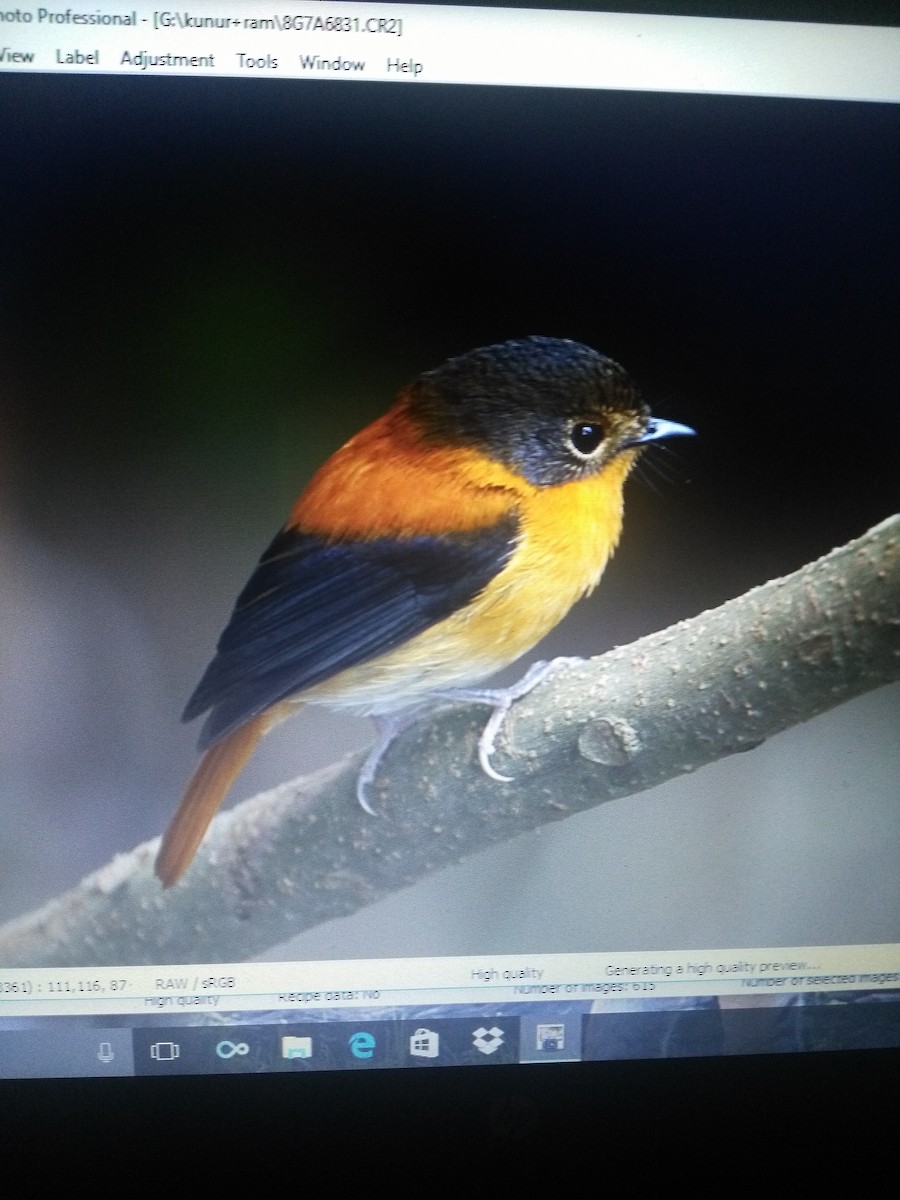 Black-and-orange Flycatcher - ML87962581