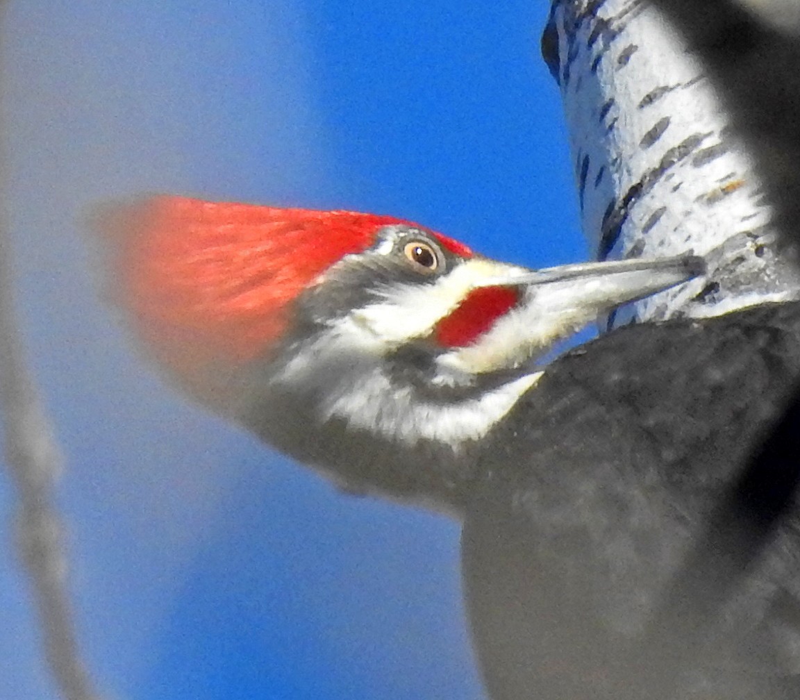 Pileated Woodpecker - ML87962781