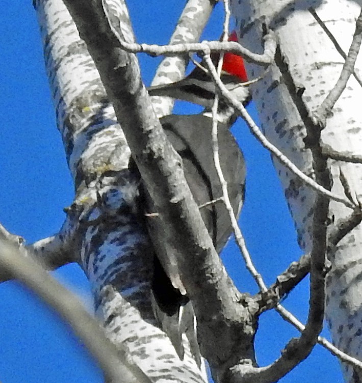 Pileated Woodpecker - ML87962791