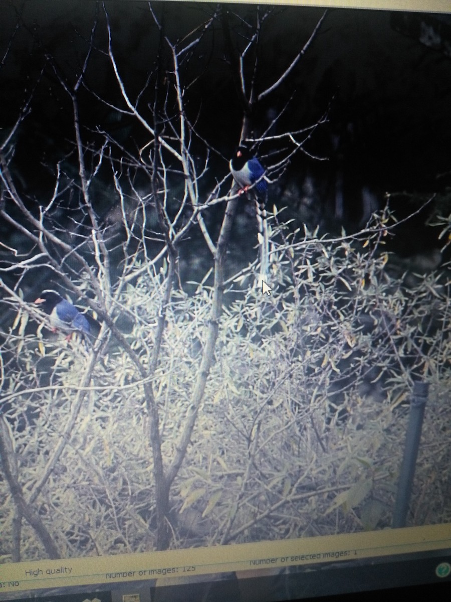Yellow-billed/Red-billed Blue-Magpie - ML87963701