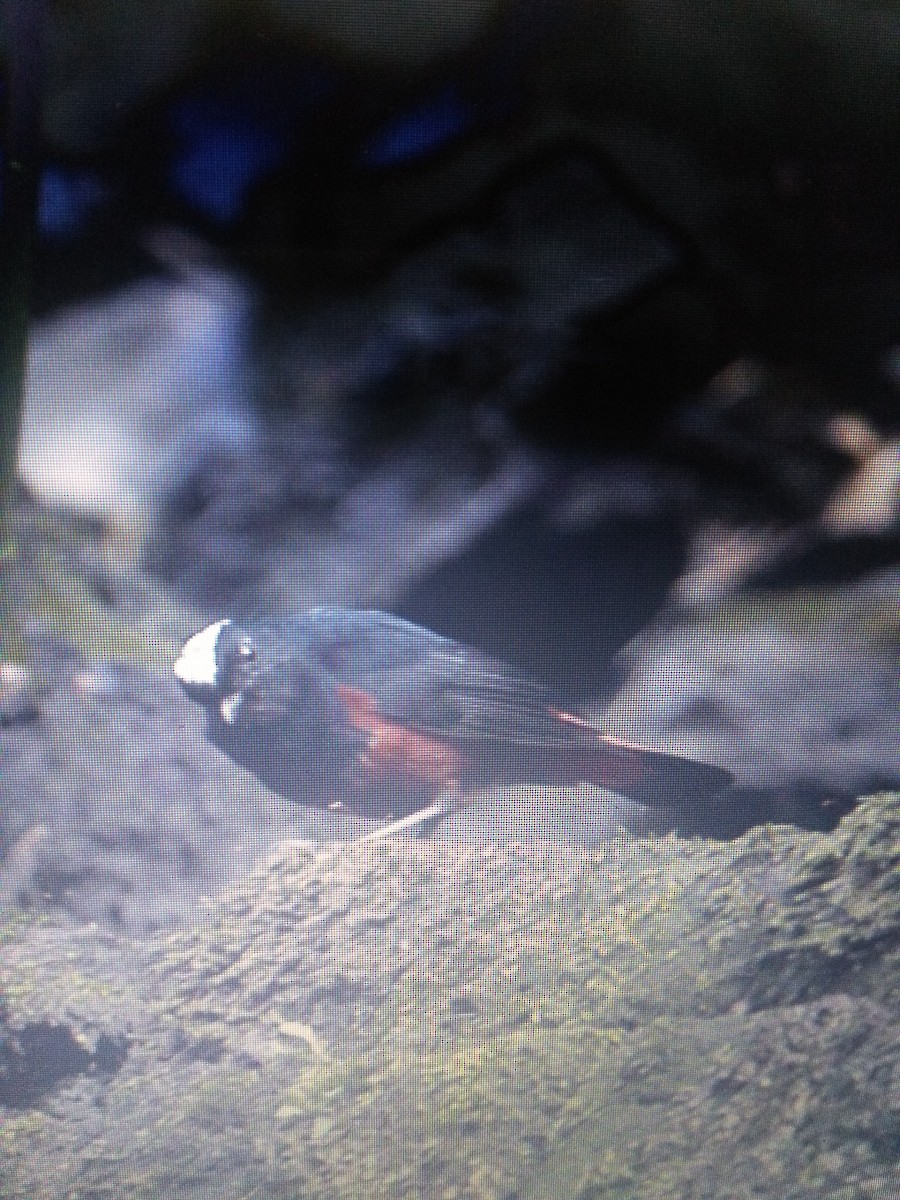 White-capped Redstart - ML87964091