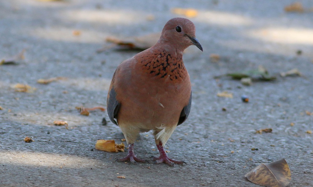 Laughing Dove - ML87964191