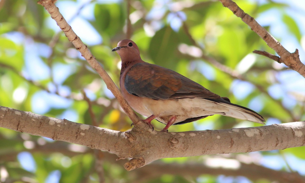 Laughing Dove - ML87964201