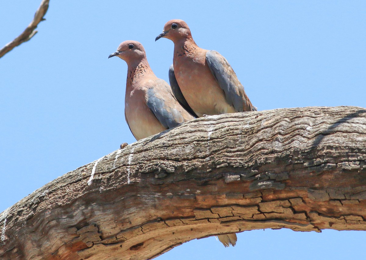 Laughing Dove - ML87964211