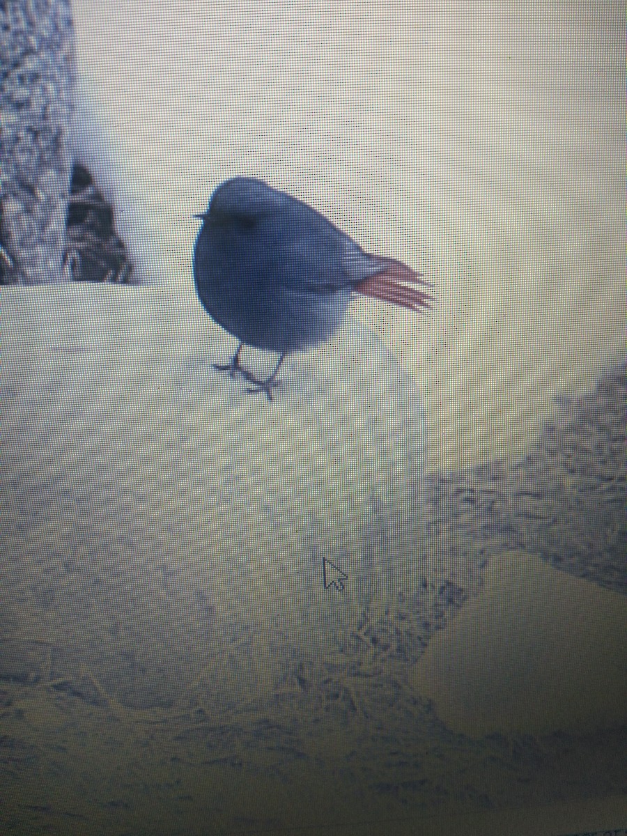 Plumbeous Redstart - ML87964241