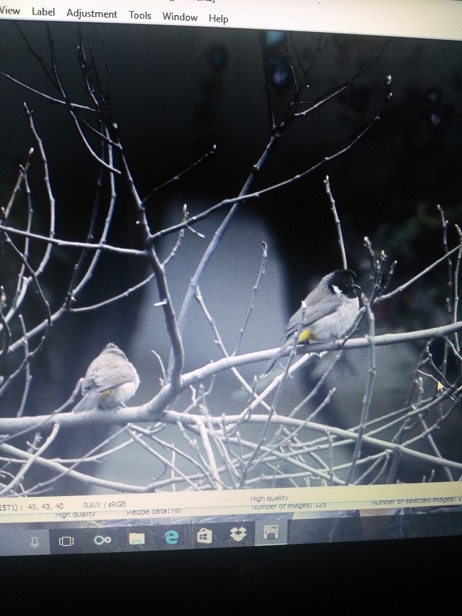 Himalayan Bulbul - ML87964331