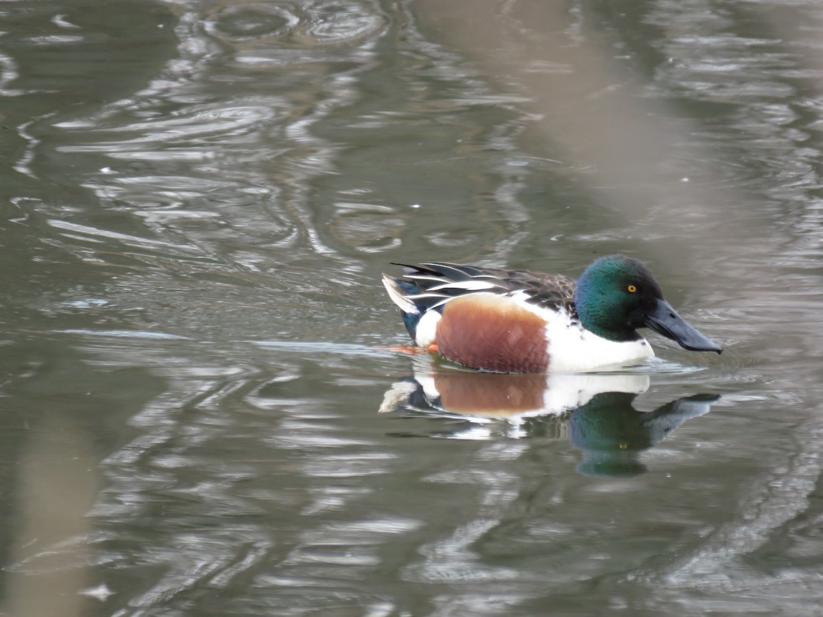 Northern Shoveler - ML87964501