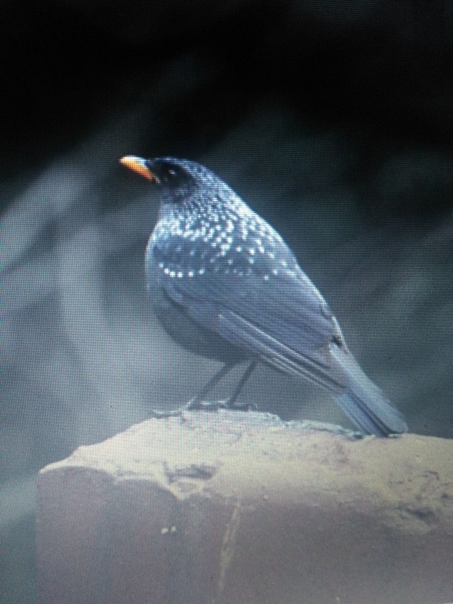 Blue Whistling-Thrush (Yellow-billed) - ML87964591