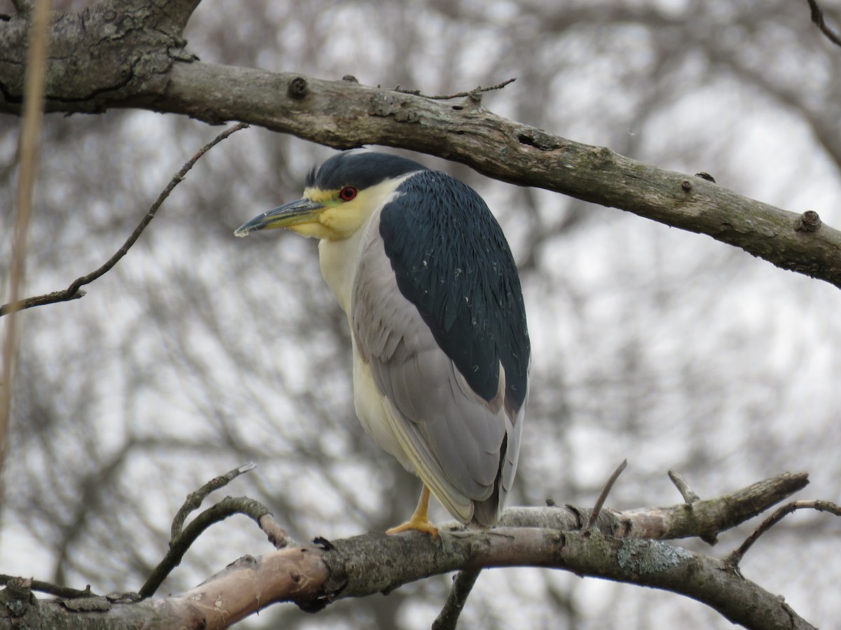 Black-crowned Night Heron - ML87964731