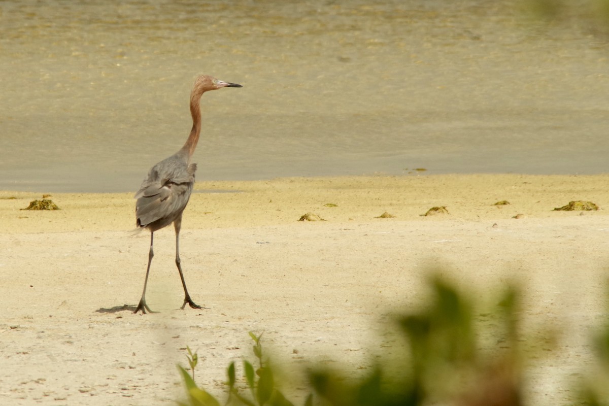 Reddish Egret - ML87965081