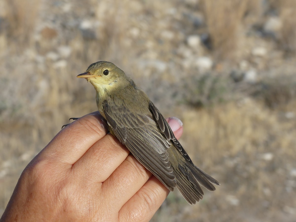 Icterine Warbler - ML87965451