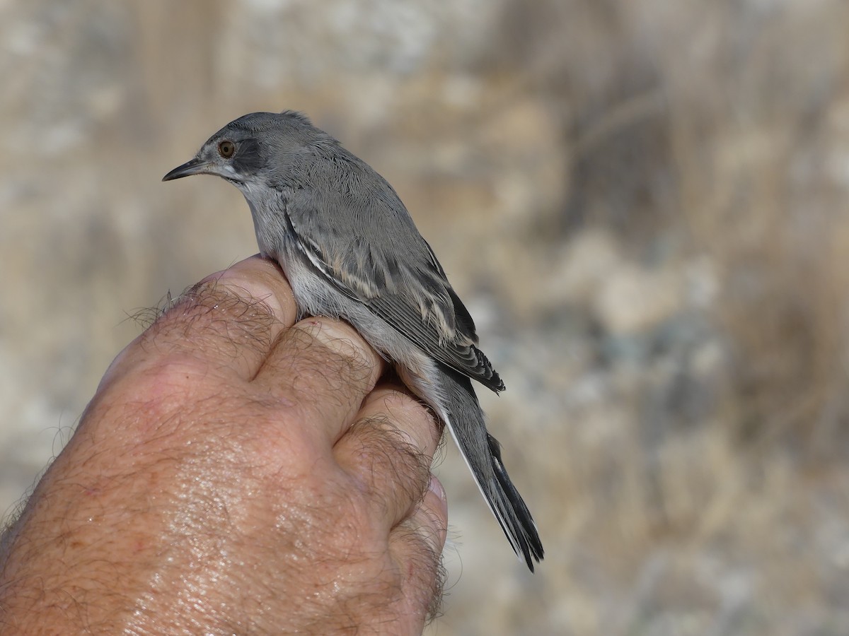 Rüppell's Warbler - ML87965491