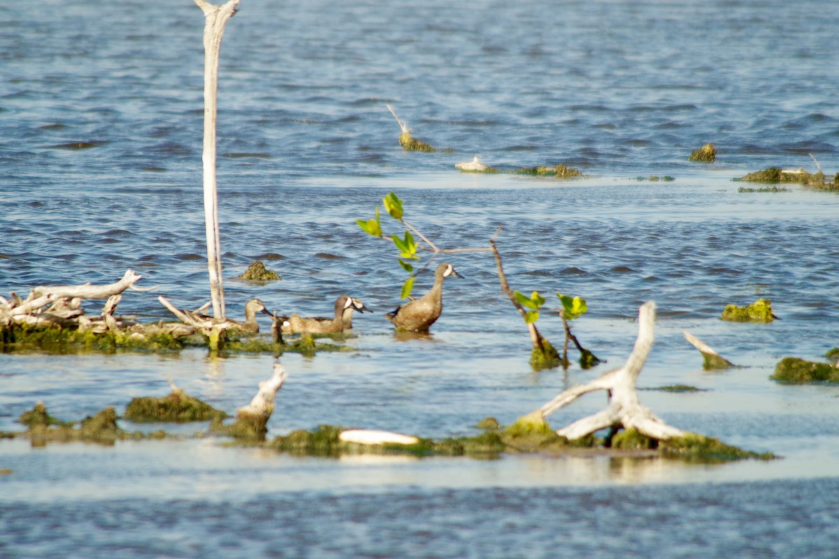 Blue-winged Teal - ML87965991