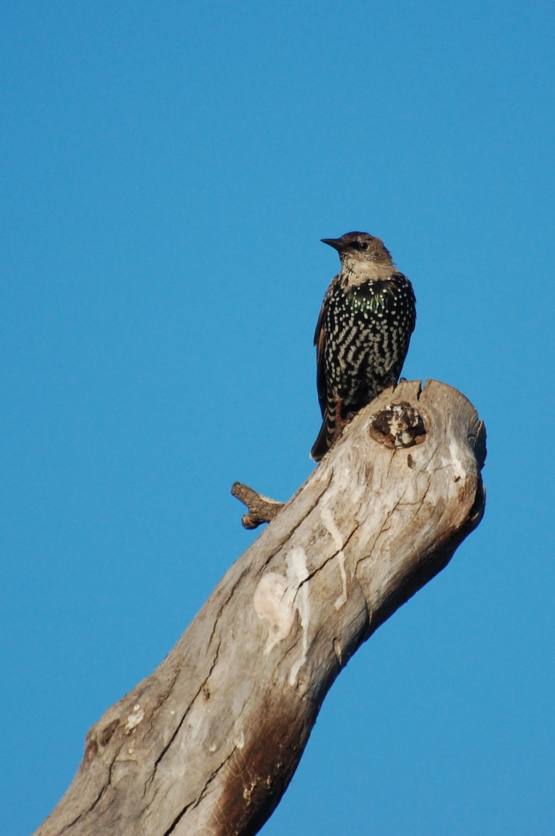 European Starling - ML87966171