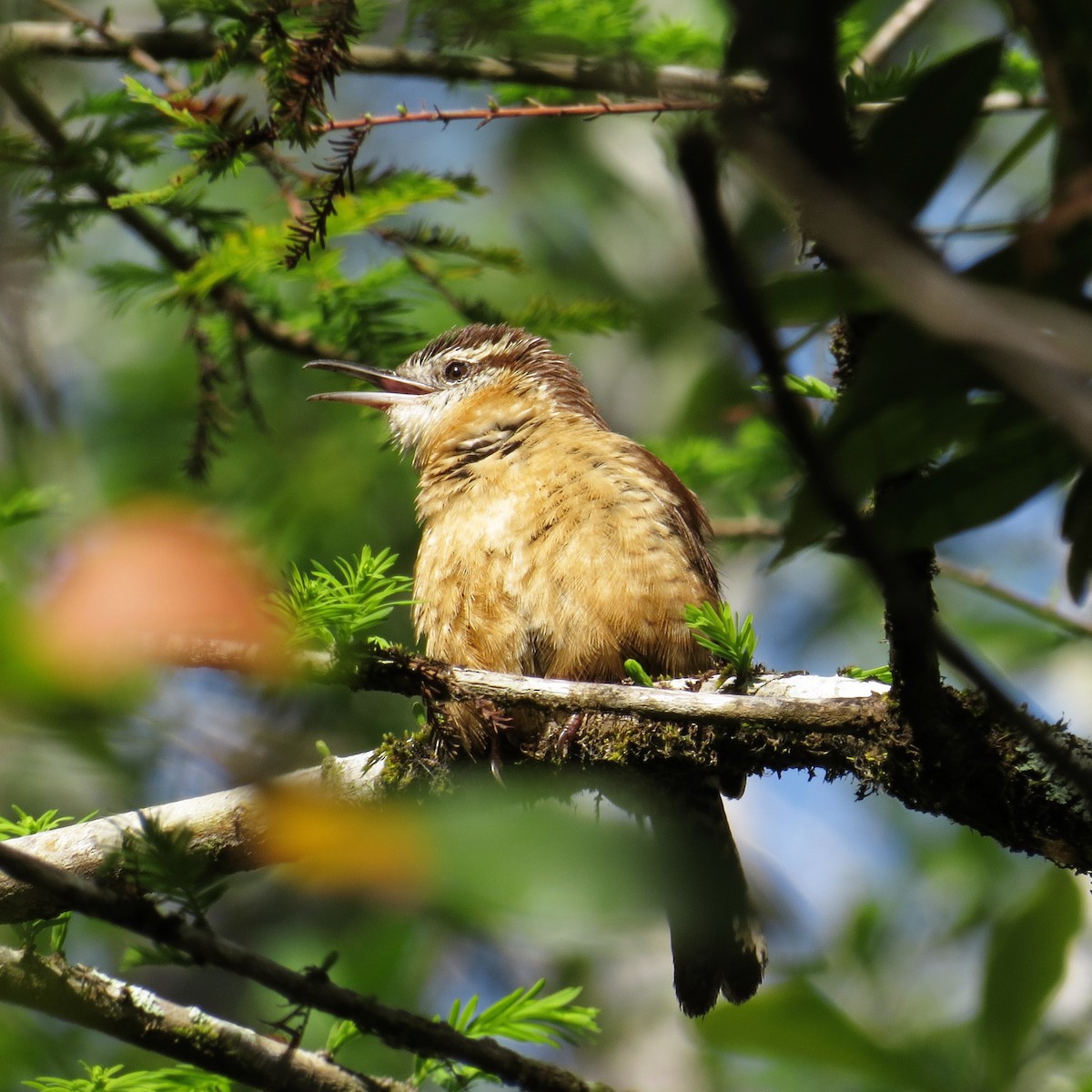 Carolina Wren - ML87966431