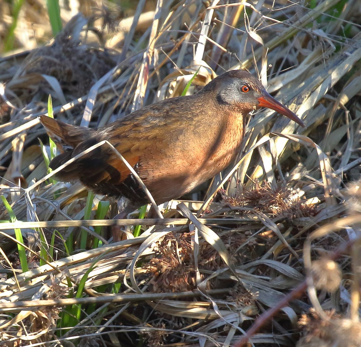 Virginia Rail - ML87970521