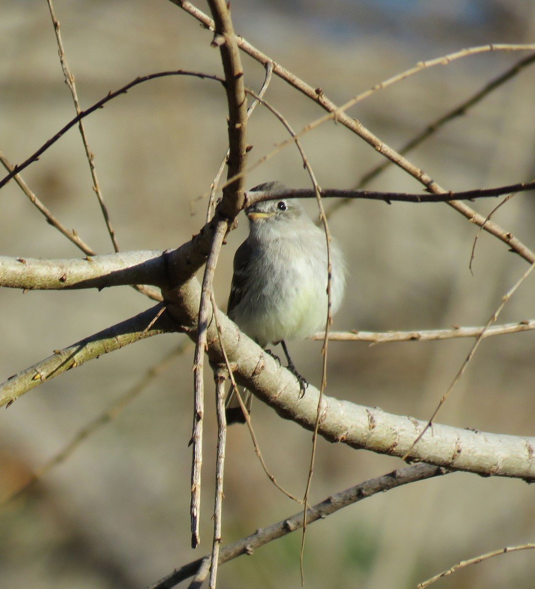 Gray Flycatcher - ML87971051