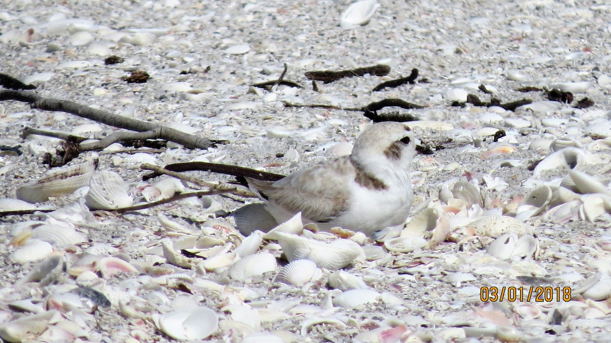 Snowy Plover - Marie Di Rosa