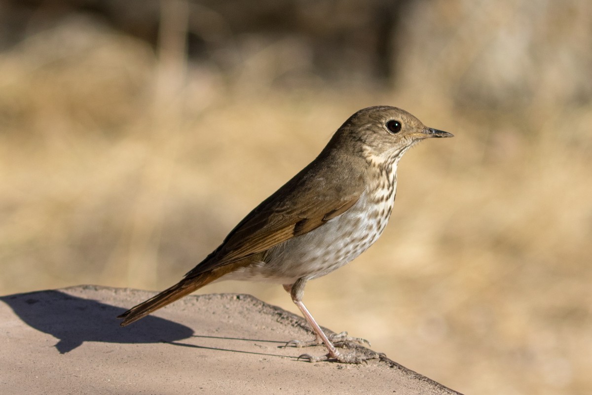 Hermit Thrush - ML87974181