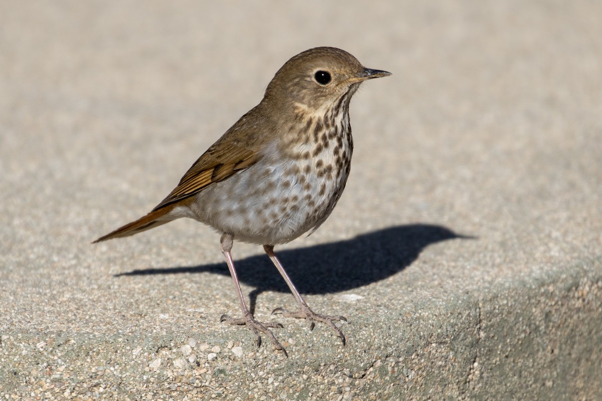 Hermit Thrush - ML87974201