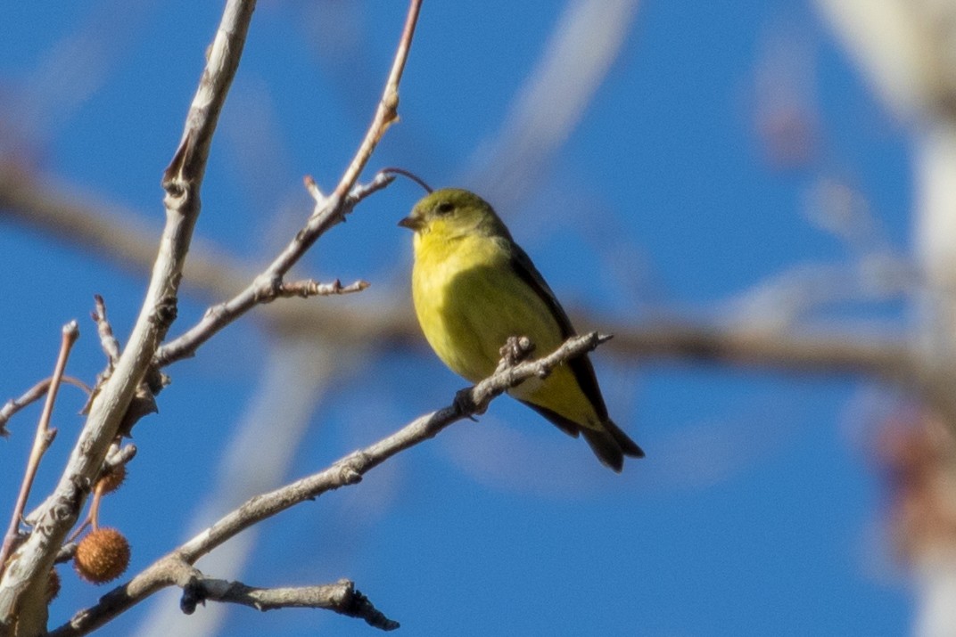 Lesser Goldfinch - ML87974331