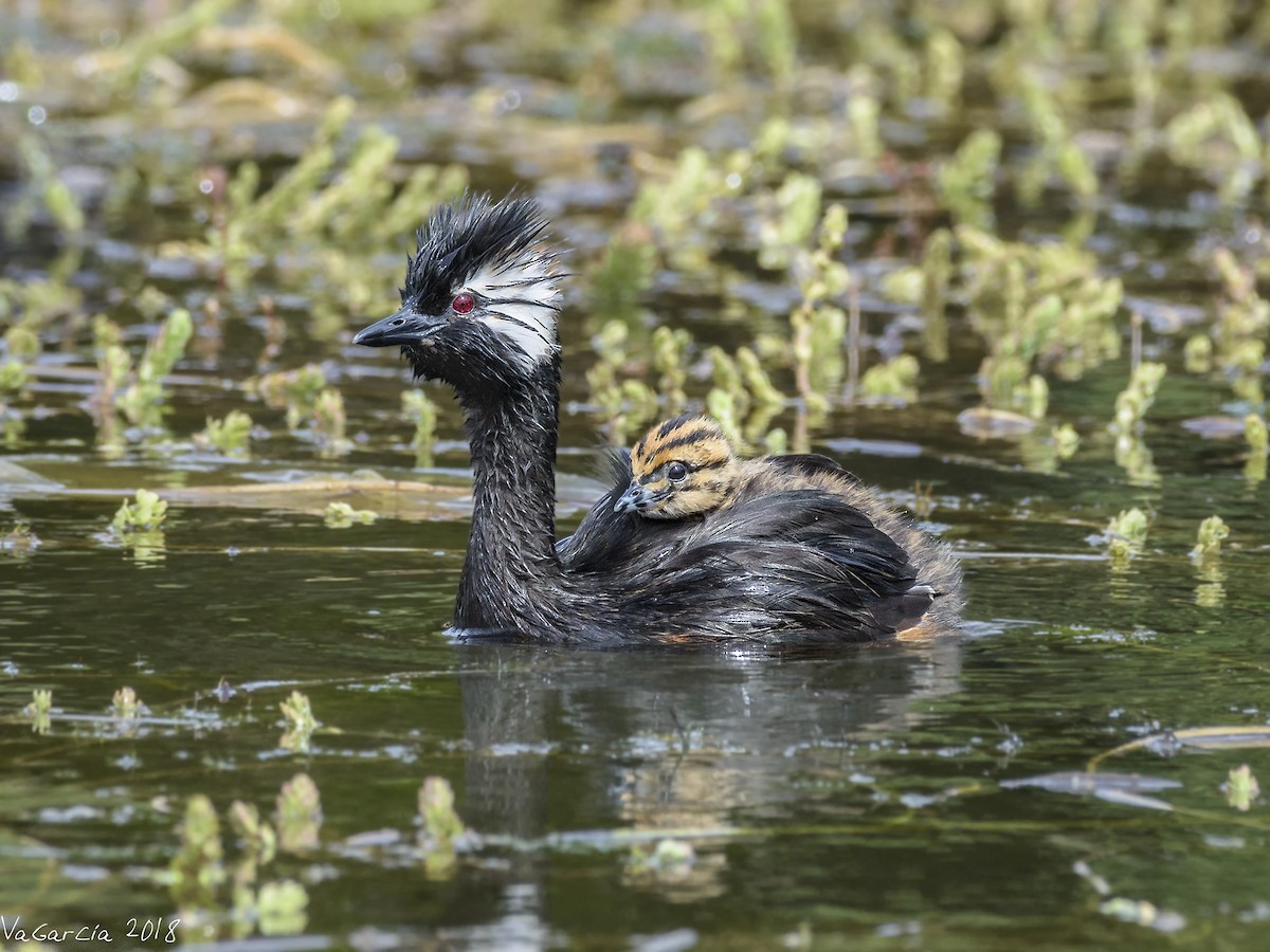 White-tufted Grebe - ML87974641