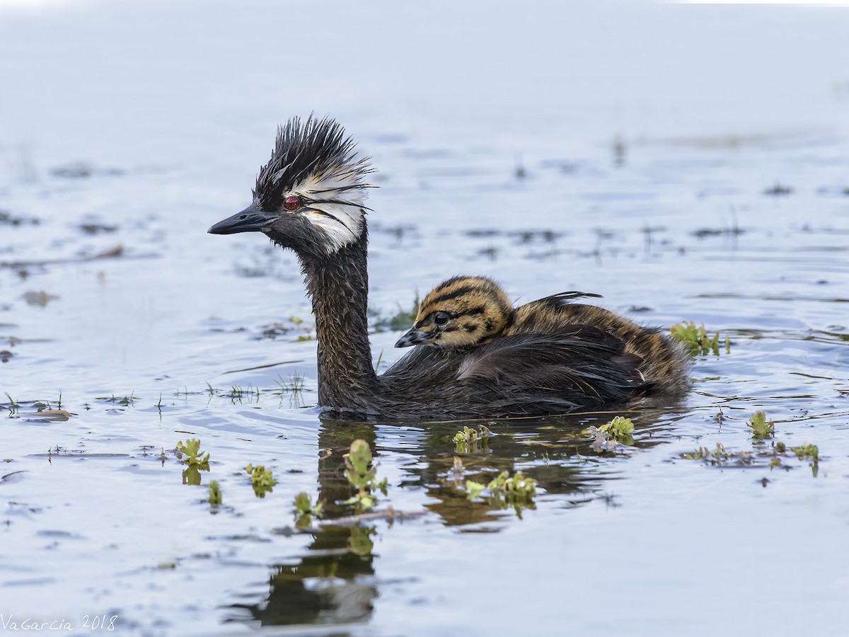 White-tufted Grebe - ML87974721