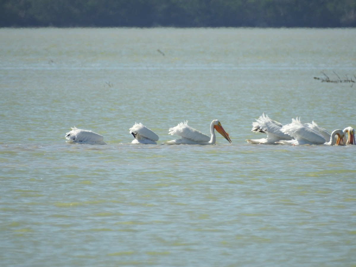 American White Pelican - ML87974771