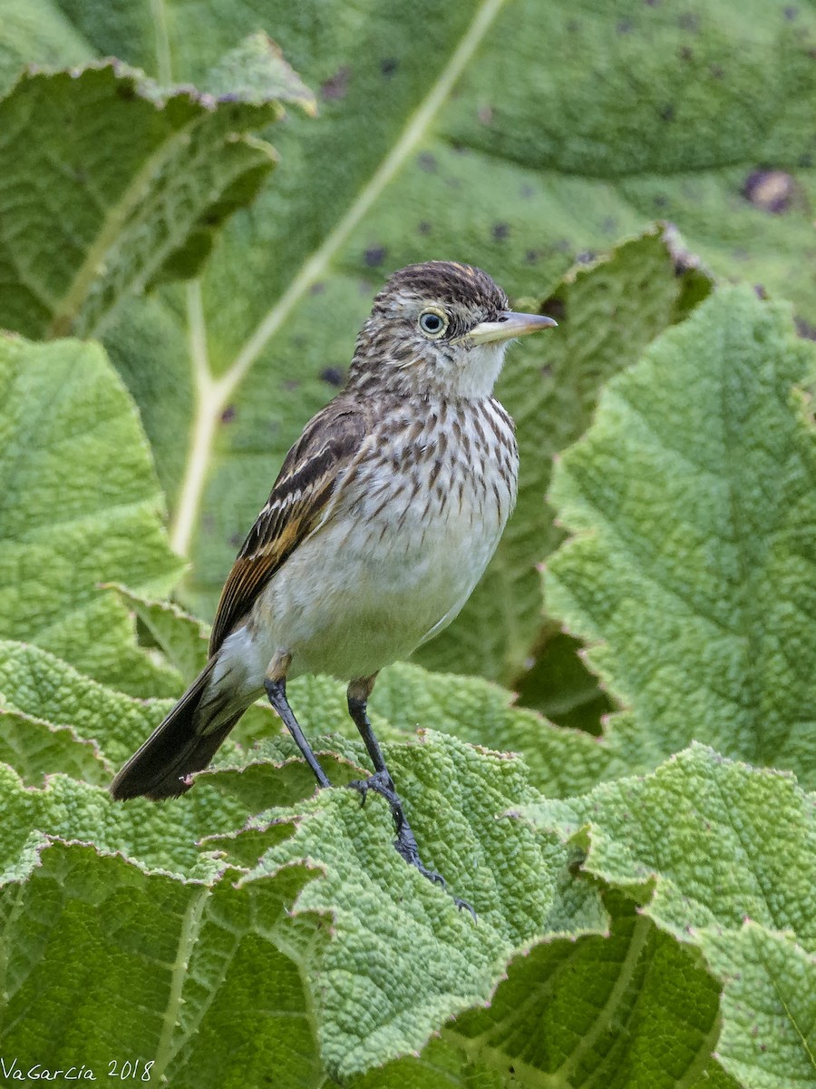 Spectacled Tyrant - ML87975421