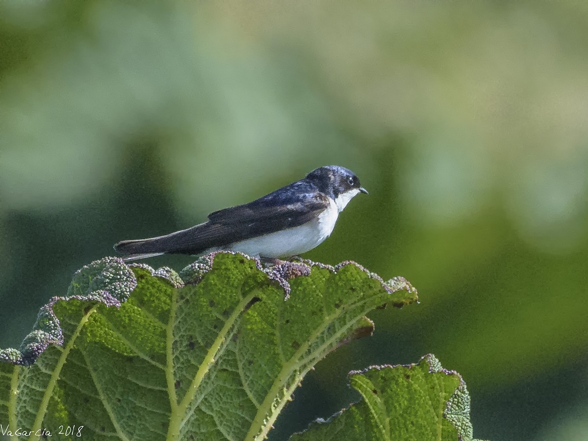 Chilean Swallow - VERONICA ARAYA GARCIA