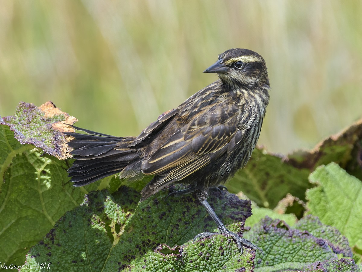 Yellow-winged Blackbird - ML87975701