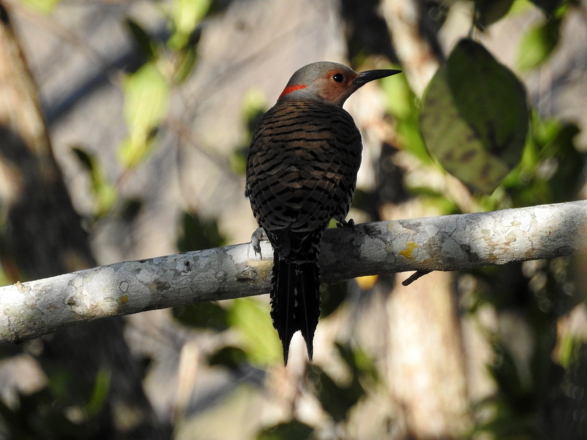 Northern Flicker - ML87976081