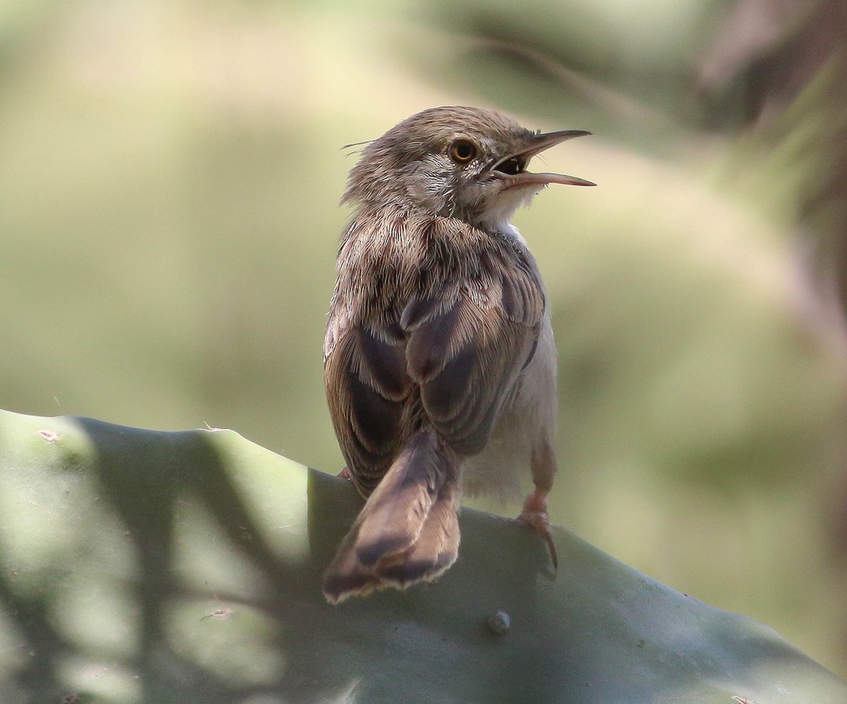 Graceful Prinia - ML87977021